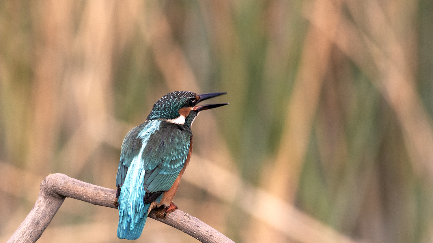 Common Kingfisher